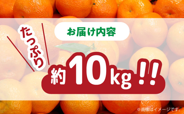 【2025年11月下旬～発送】【高糖度】 温州みかん 約10kg（傷もの） / みかん 訳あり ミカン 蜜柑 長崎県産みかん 糖度 果物 くだもの フルーツ ふるーつ 旬 家庭用 10kg / 南島原市 / 南島原果物屋 [SCV015]