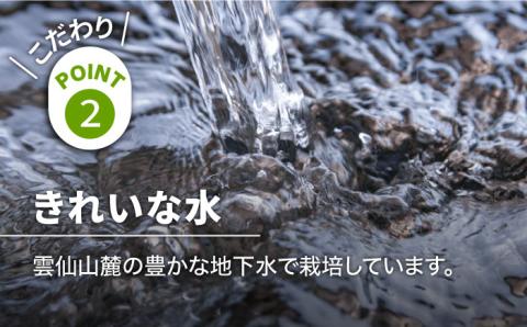 【2026年3月～発送】【星のアスパラ】特選 3L・2L・L 春 の グリーン アスパラガス 約1kg / アスパラ アスパラガス 野菜 / 南島原市 / ほしのYA [SEY005]