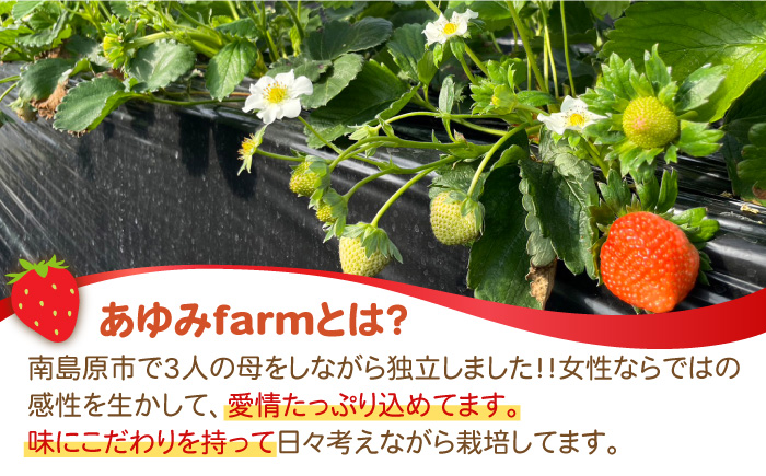 【2026年1月～発送】南島原産 いちご 『恋みのり』約250g×4パック / フルーツ 果物 / 南島原市 / あゆみfarm [SFF001]