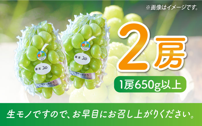 【2026年9月中旬～発送】【数量限定】【口の中であふれる果汁】大粒 シャインマスカット 2房 1.3kg以上 / ぶどう ブドウ フルーツ 果物 / 南島原市 / 川田果樹園 [SFN001]