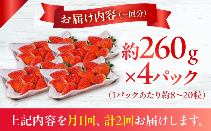 【2回定期便】【2026年3・4月お届け】【数量限定】いちご「ゆめのか」 約260g × 4P / イチゴ 苺 フルーツ 果物 産地直送 朝摘み / 南島原市 / O' Berry! [SGA003]