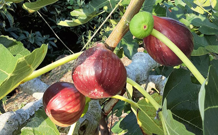 【2025年8月〜発送】【ジューシーな果肉！スッキリとした甘さ！】いちじく 1パック3玉×4パック 約1.1kg / ドーフィン イチジク いちじく 無花果 果物 フルーツ / 南島原市 / 本多農園 [SGD001]