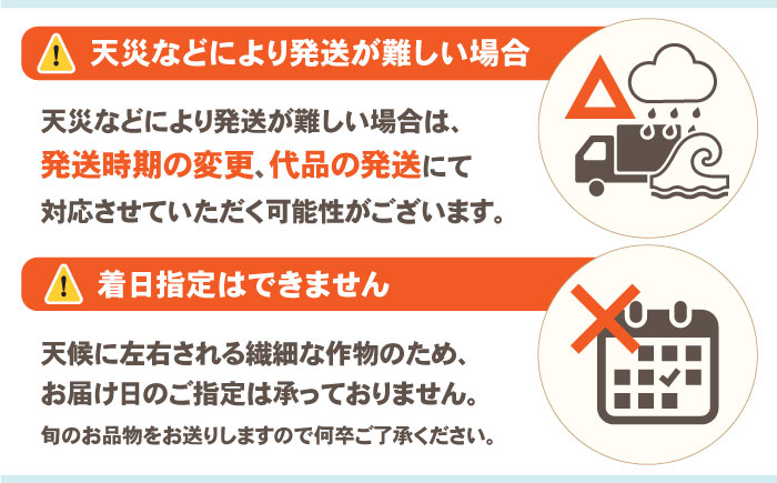 【2026年7月末～発送】シャインマスカット 約2kg（3房）/ シャインマスカット しゃいんますかっと ぶどう ブドウ / 南島原市 / ガマダスぶどう園 [SGL001]