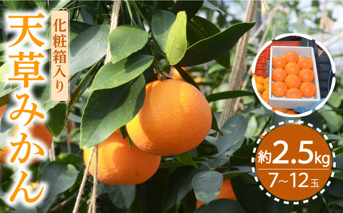 【2026年11月下旬～発送】天草みかん 約2.5kg / フルーツ 贈答用 化粧箱 / 南島原市 / JA島原雲仙東南部基幹センター[SAC001]