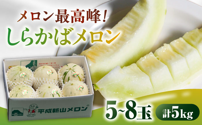 【2026年3月下旬～発送】しらかばメロン 5玉～8玉 約5kg / メロン めろん 果物 フルーツ / 南島原市 / うえだメロン園 [SAD009]
