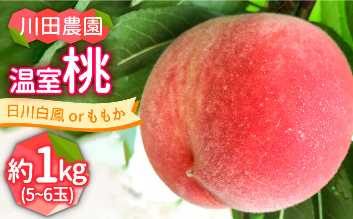 【2026年6月?発送】どちらが届くかはお楽しみ！温室桃 約1kg / 日川白鳳 or ももか / フルーツ 果物 / 南島原市 / 川田農園 [SAP002]