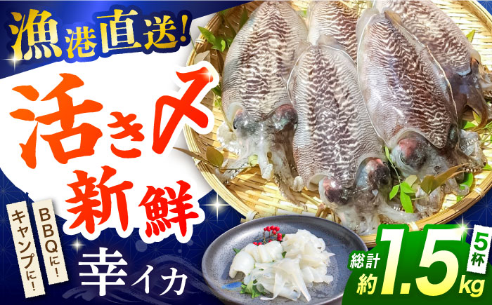 【2月～発送】【着日指定】【おいしい南島原 認定】漁港直送！ 活〆 幸イカ 5杯 約1500g / いか　新鮮　海鮮物　刺し身　揚げ物　簡単調理　キャンプ　BBQ / 南島原市 / 深江町漁業協同組合 [SBO004]