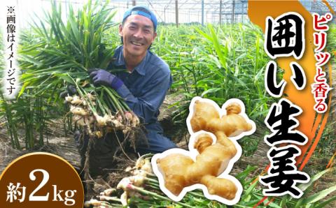 【2026年1月末～順次発送】囲い生姜 約 2kg / ショウガ しょうが 生姜 / 南島原市 / ふくはちファーム [SBS010]