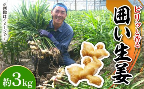 【2026年1月末～順次発送】囲い生姜 約 3kg / ショウガ 南島原市 / ふくはちファーム/福島農園 [SBS011]