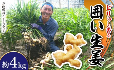 【2026年1月末～順次発送】囲い生姜 約 4kg / ショウガ 南島原市 / ふくはちファーム/福島農園 [SBS012]