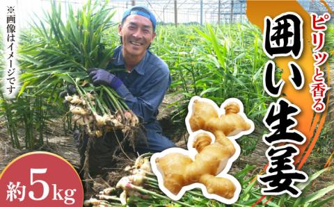 【2026年1月末～順次発送】囲い生姜 約 5kg / ショウガ 南島原市 / ふくはちファーム/福島農園 [SBS013]