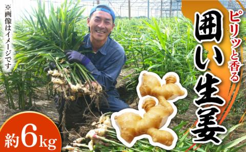 【2026年1月末～順次発送】囲い生姜 約 6kg / ショウガ 南島原市 / ふくはちファーム/福島農園 [SBS014]