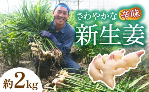 【2026年8月～発送】 新生姜 約2kg / ショウガ しょうが 生姜 / 南島原市 / ふくはちファーム [SBS016]
