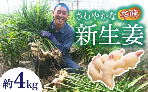 【2026年8月～発送】新生姜 約4kg / 南島原市 / ふくはちファーム/福島農園 [SBS018]