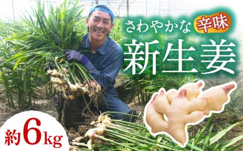 【2026年8月～発送】新生姜 約6kg / ショウガ しょうが 生姜 / 南島原市 / ふくはちファーム / 福島農園 [SBS020]