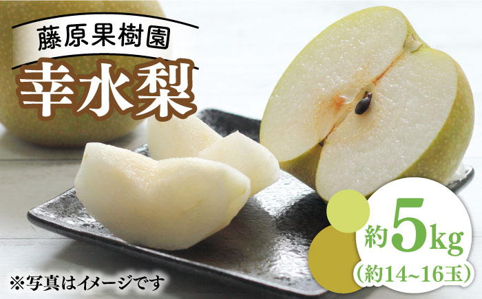【2024年7月～発送】【みずみずしくて甘い！】幸水梨 約5kg (約14玉～16玉)  / フルーツ 果物 デザート 産地直送 期間限定 果肉 / 南島原市 / 藤原果樹園 [SBV001]