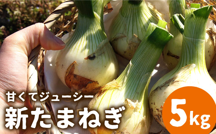 【2026年3月?発送】【甘くてジューシー 】新たまねぎ 先行予約 サラダ たまねぎ 5kg  / 南島原市 / 長崎県農産品流通合同会社 [SCB025]