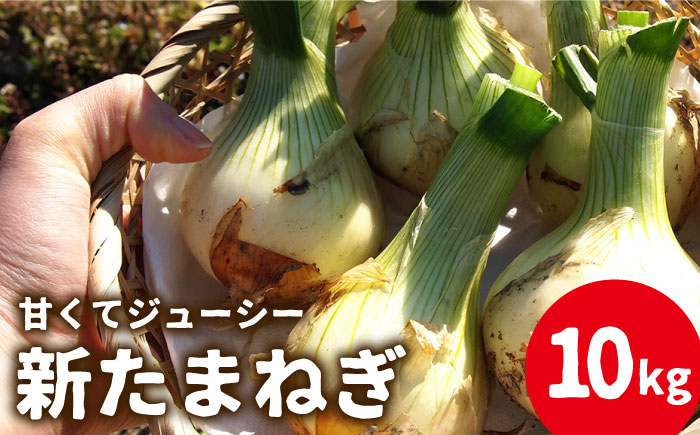 【2026年3月?発送】【甘くてジューシー 】新たまねぎ 先行予約 サラダ たまねぎ 10kg 新たまねぎ 新玉ねぎ / 南島原市 / 長崎県農産品流通合同会社 [SCB026]