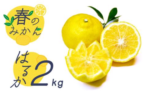 【2027年2月～発送】【爽やか系 柑橘 春のみかん 】はるか 約2kg / 柑橘 果物 フルーツ / 南島原市 / 長崎県農産品流通合同会社 [SCB028]