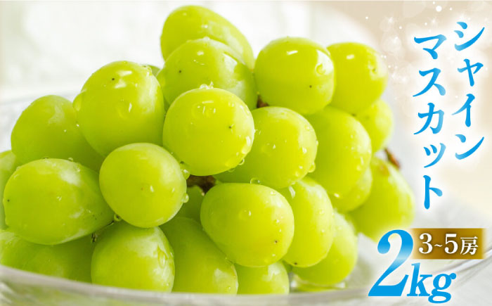 【2026年8月中旬～発送】【数量限定】シャインマスカット 2kg（3房～5房）/ マスカット ますかっと ぶどう 葡萄 ブドウ フルーツ 果物 / 南島原市 / 長崎県農産品流通合同会社 [SCB084]