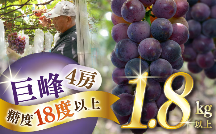 【2026年7月下旬～発送】【数量限定】【糖度18度以上】巨峰ぶどう 4房 1.8kg以上 / ぶどう ブドウ 葡萄 巨峰 果物 フルーツ ふるーつ / 南島原市 / ミナサポ [SCW073]