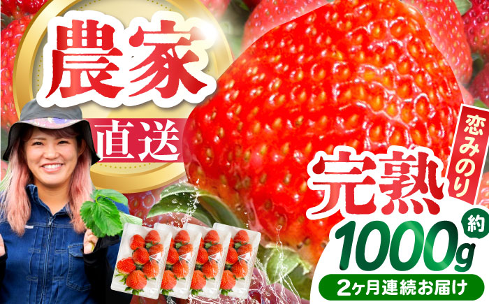 【2026年3月 初回発送】【2回定期便】南島原産 いちご 「恋みのり」約260g×4P / フルーツ 果物 / 南島原市 / あゆみfarm [SFF002]