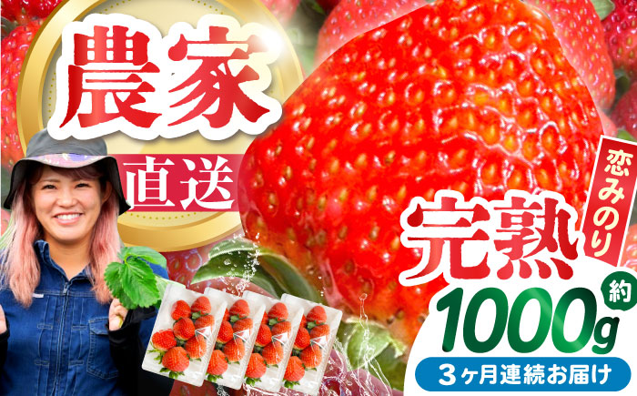 【2026年2月 初回発送】【3回定期便】南島原産 いちご 「恋みのり」約260g×4P / イチゴ 苺 フルーツ 果物 / 南島原市 / あゆみfarm [SFF003]