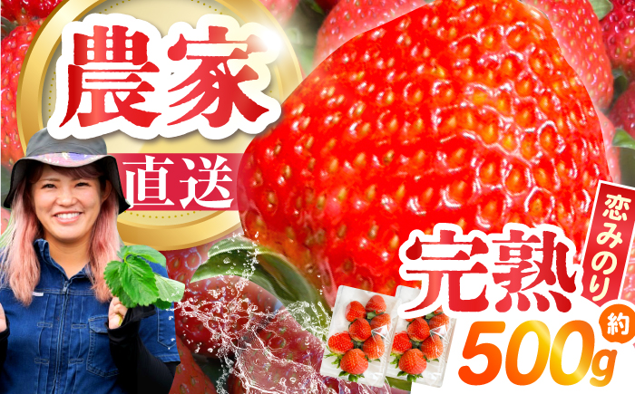 【2026年1月～発送】南島原産 いちご 「恋みのり」約250g×2P / イチゴ 苺 フルーツ 果物 / 南島原市 / あゆみfarm [SFF006]