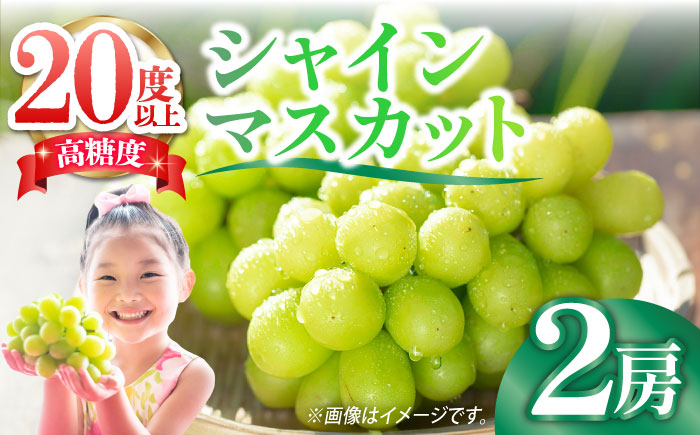 【2026年9月中旬～発送】【数量限定】【口の中であふれる果汁】大粒 シャインマスカット 2房 1.3kg以上 / ぶどう ブドウ フルーツ 果物 / 南島原市 / 川田果樹園 [SFN001]