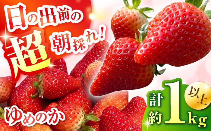 【2026年1月中旬?発送】【数量限定】いちご「ゆめのか」 約260g × 4P / イチゴ 苺 フルーツ 果物 産地直送 朝摘み / 南島原市 / O' Berry! [SGA001]