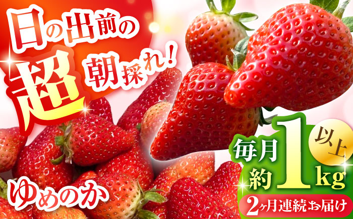 【2回定期便】【2026年3・4月お届け】【数量限定】いちご「ゆめのか」 約260g × 4P / イチゴ 苺 フルーツ 果物 産地直送 朝摘み / 南島原市 / O' Berry! [SGA003]