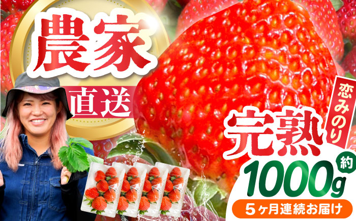 【2026年1月 初回発送】【5回定期便】南島原産 いちご 「恋みのり」約260g×4P / フルーツ 果物 / 南島原市 / あゆみfarm [SFF004]