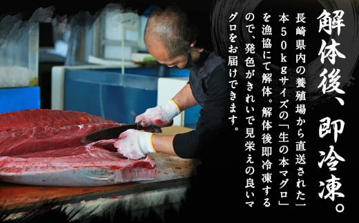 【定期便6回】長崎県産 本マグロ（養殖）大トロ 皮付き 約600g 生食用