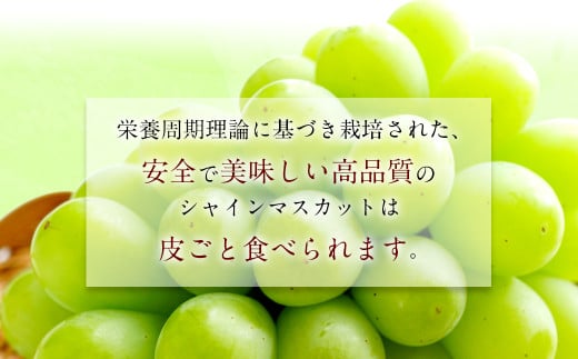 長崎県産 シャインマスカット 約1.5kg ぶどう フルーツ【2026年8月下旬-9月下旬迄順次発送予定】