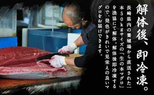 【ふるさと納税】訳あり 長崎県産 本マグロ 大トロ・中トロセット 皮付き 部位おまかせ 計約800g お魚 魚 まぐろ マグロ 鮪 トロ 大トロ 中トロ 養殖 国産 冷凍 お刺身 刺し身 刺身 赤身 800g セット 詰め合わせ おまかせ