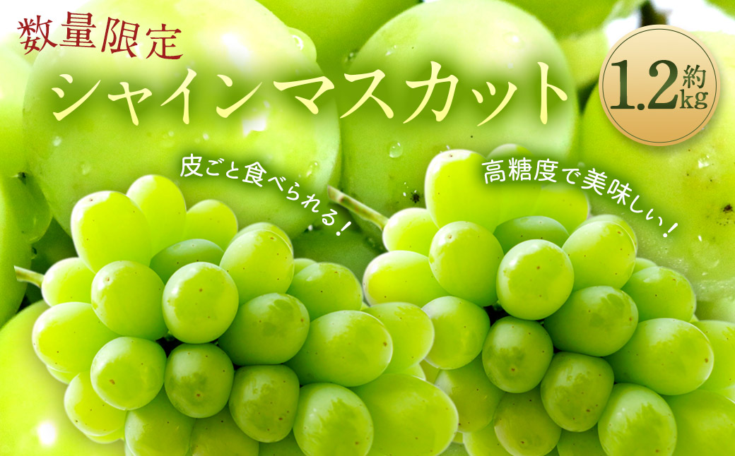 時津町産 シャインマスカット 約1.5kg