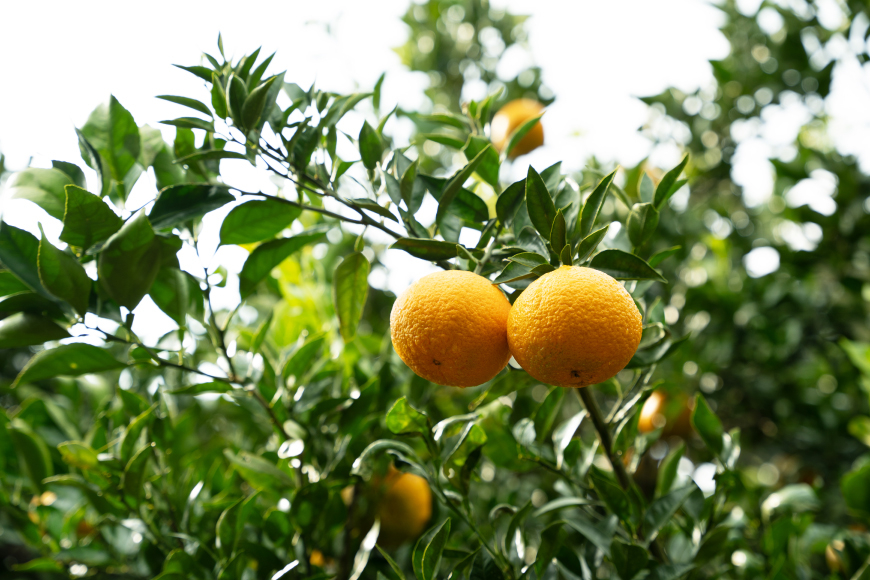 【期間限定発送】【先行予約100個限定】 みかん 山田さんちのハウス不知火(しらぬい) 約5kg [長崎県 東彼杵町 hs42bag330002] 果物 柑橘 国産 長崎産 東彼杵 数量限定