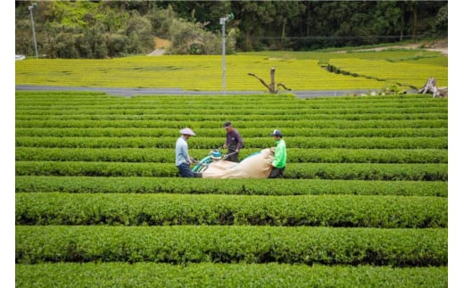 そのぎ茶 緑茶 そのぎ茶《茶縁》「やぶきた」100g 2袋入 [東坂こくまる商店 長崎県 東彼杵町 hs42bag700000] 茶 お茶 緑茶 日本茶 茶葉 そのぎ茶