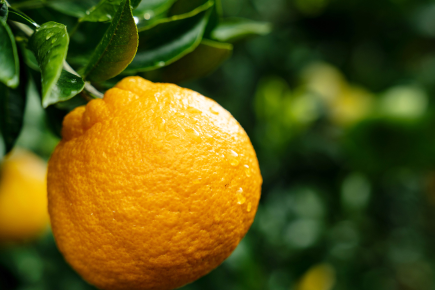 【期間限定発送】【先行予約100個限定】 みかん 山田さんちのハウス不知火(しらぬい) 約5kg [長崎県 東彼杵町 hs42bag330002] 果物 柑橘 国産 長崎産 東彼杵 数量限定