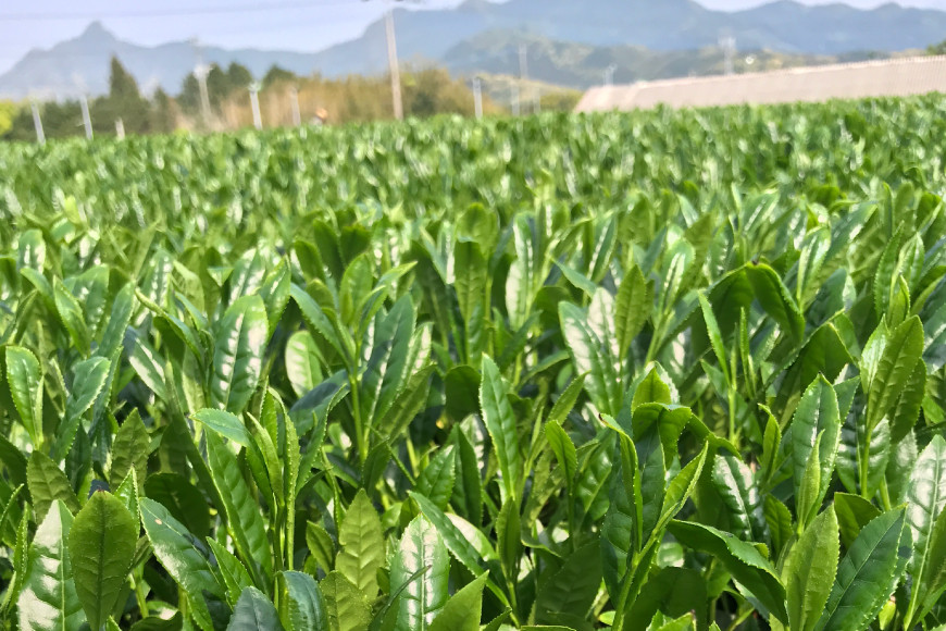 緑茶 長崎 そのぎ茶 2種セット 特上 夕凪 3袋・極上 風凪 2袋 各90g 飲み比べ 詰め合わせ [中山茶園 長崎県 東彼杵町 hs42bag610002] 茶 お茶
