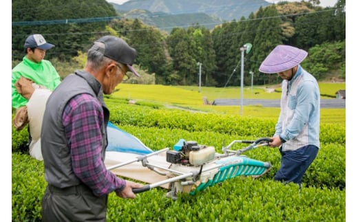 そのぎ茶 緑茶 そのぎ茶《茶縁》「つゆひかり」100g 2袋入 [東坂こくまる商店 長崎県 東彼杵町 hs42bag700001] 茶 お茶 緑茶 日本茶 茶葉 そのぎ茶