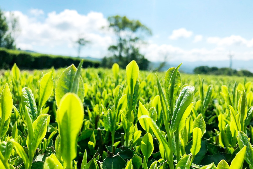 お茶 緑茶 茶葉 そのぎ茶 「雅」「澄」 100g 2本 [尾上製茶 長崎県