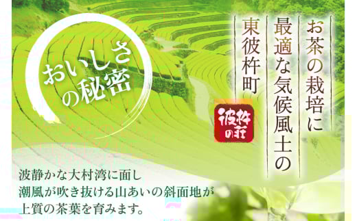 茶 お茶 緑茶 長崎 そのぎ茶 定期便 毎月 彼杵茶 玉緑茶 アルミボトル 290ml 24本 12回 総計288本 [彼杵の荘 長崎県 東彼杵町 hs42bag270042] 月に1回 ペットボトル 約 300ml 300