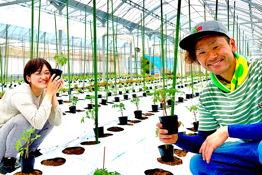 トマト ミニトマト 【お茶農家が作る】ミニトマト エコスイート 2.0kg [そのぎ茶深緑の里 長崎県 東彼杵町 hs42bag570000] トマト ミニトマト エコスイート 甘い