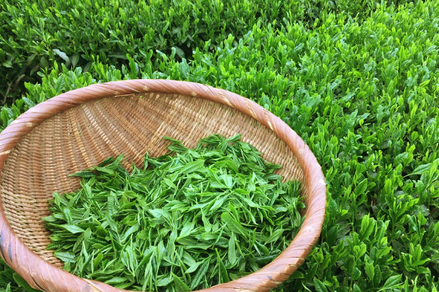 緑茶 長崎 そのぎ茶 特上 夕凪 90g 3袋 [中山茶園 長崎県 東彼杵町 hs42bag610000] 茶 お茶