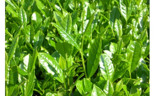 そのぎ茶 緑茶 そのぎ茶 100g 3袋 計300g [岡田商会 長崎県 東彼杵町 hs42bag210004] 茶葉 お茶 りょくちゃ