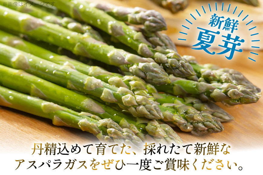 アスパラ アスパラガス 定期便 先行予約 夏芽アスパラガス 1.5kg M L サイズ混合 3回 計4.5kg [はゆっちFARM 長崎県 東彼杵町 hs42bag360004] アスパラ あすぱら 新鮮 夏
