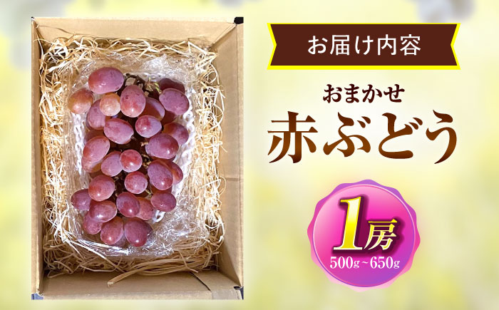 【先行予約/数量限定】＜8月下旬より発送開始＞農家さんおまかせ赤ぶどう 1房(約500g~650g)【五反田農園】[OBW001] / ぶどう 赤ぶどう 人気品種ぶどう ブドウ 葡萄