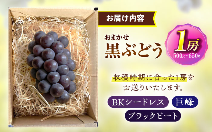 【先行予約/数量限定】＜8月下旬より発送開始＞農家さんおまかせおまかせ黒ぶどう　1房（500～650g） 【五反田農園】[OBW003] / 黒ぶどう 葡萄 ブドウ ぶどう 人気品種ぶどう