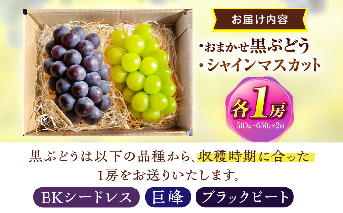 【先行予約/数量限定】＜8月下旬より発送開始＞農家さんおまかせ黒ぶどうとシャインマスカット 各種１房ずつ（500～650g）【五反田農園】[OBW004] / ぶどう 黒ぶどう シャインマスカット しゃいんますかっと 人気ぶどう